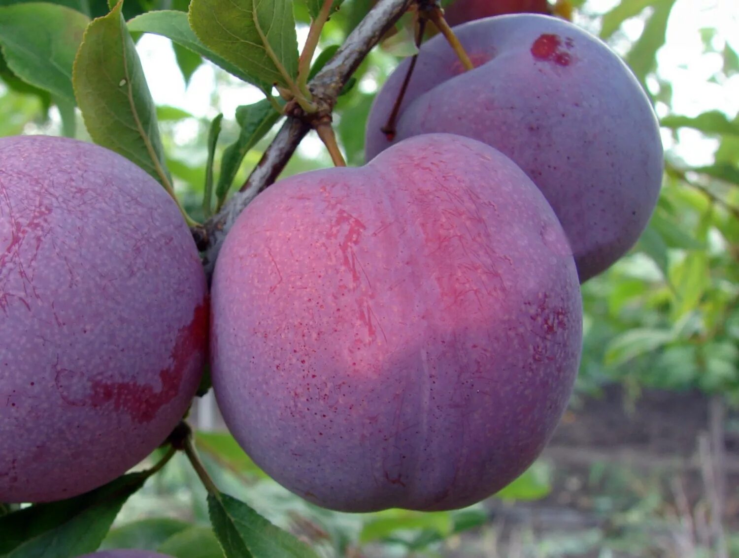 Слива бербанк гигант описание сорта фото отзывы. Алыча оцарк премьер. слива пирамидальная бербанк гигант. слива оцарк премьер. сорт сливы бербанк гигант.