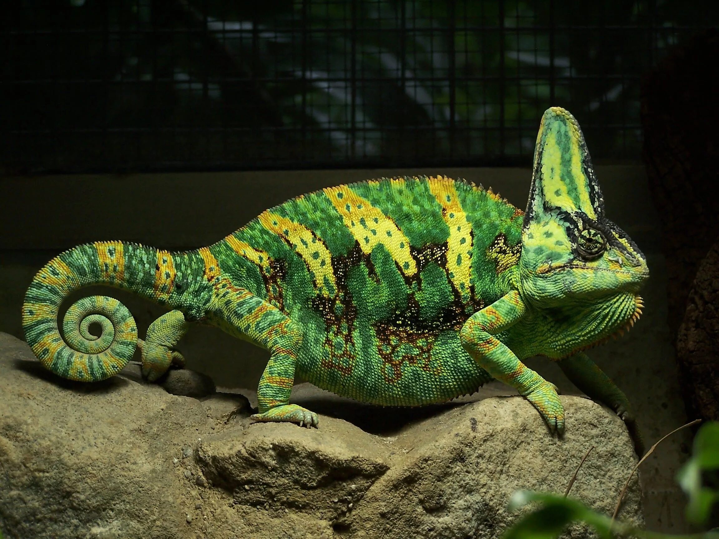 Chameleon перевод. Ящерица хамелеон йеменский. Хамелеон йеменский шлемоносный. Камерунский гребенчатый хамелеон. Хамелеон йеменский шлемоносный самка.