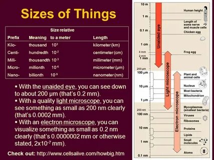 Relative sizes