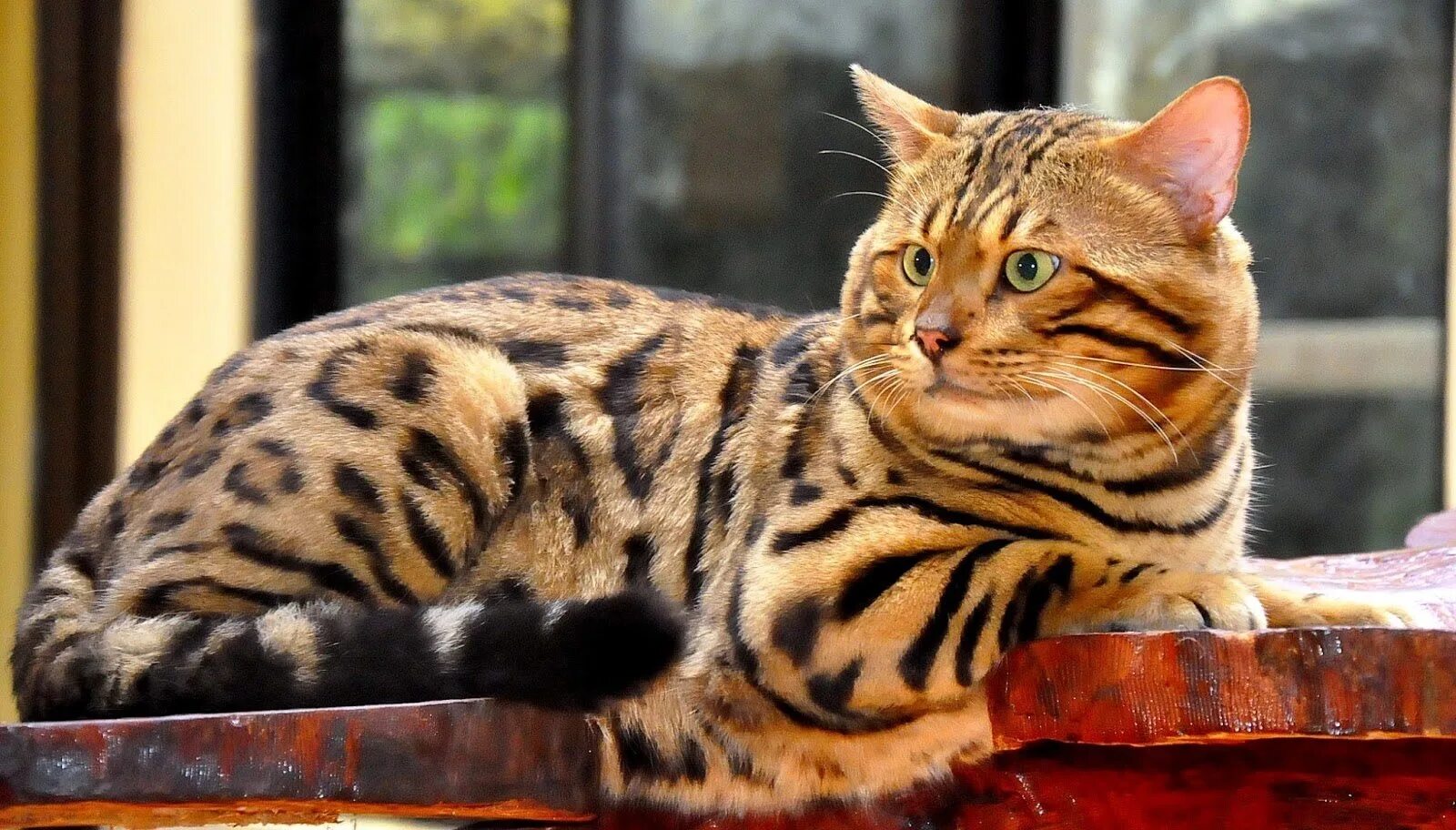 Бенгальская сколько живут. Бенгальская Браун табби. Оцикет полосатый. Тойгер бенгал кот. Кошка пятнистая Бенгальская.
