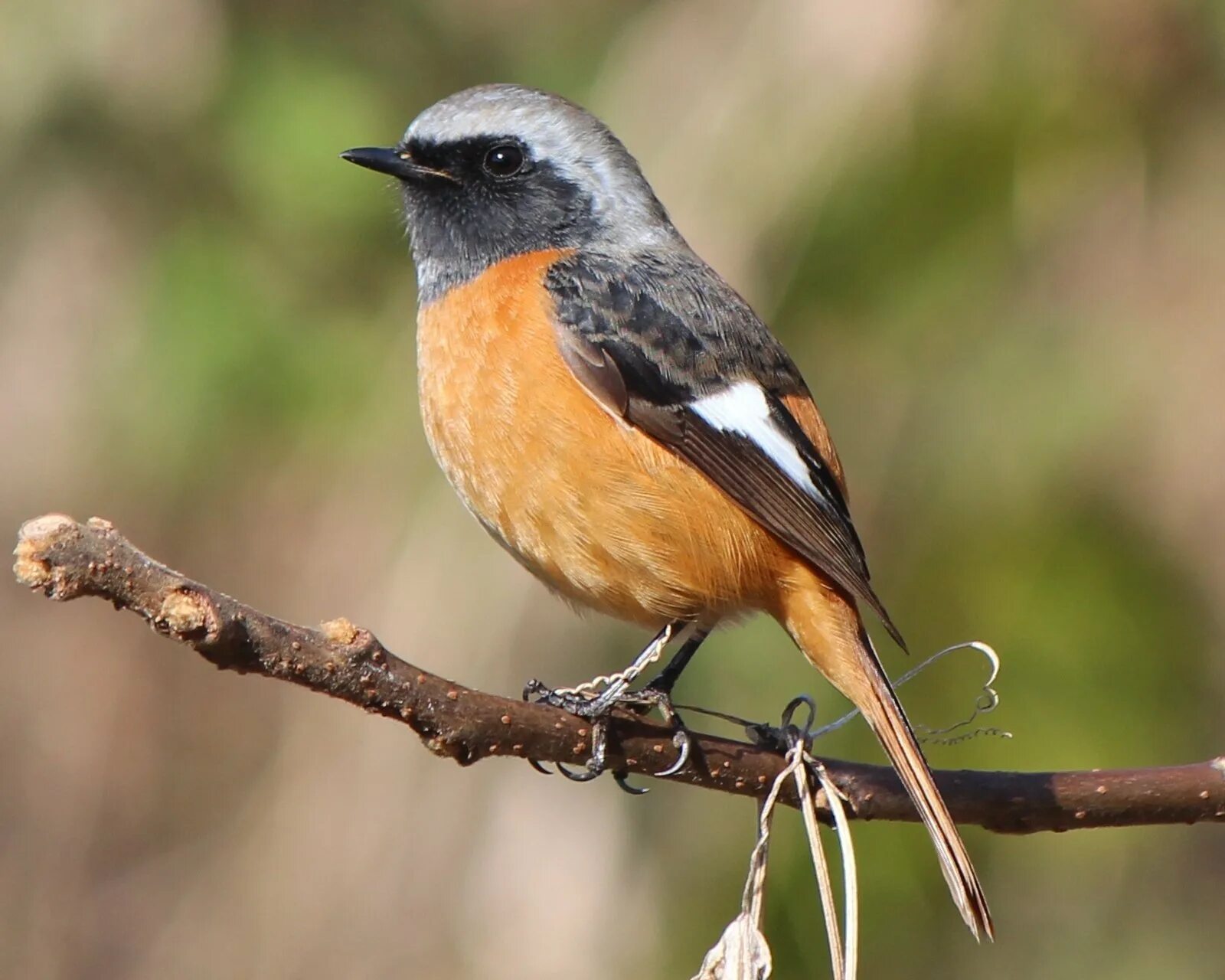 Зарянка горихвостка. Rufous-bellied thrush. Зарянка зорянка. Обыкновенная горихвостка лысушка. Зарянка горихвостка.