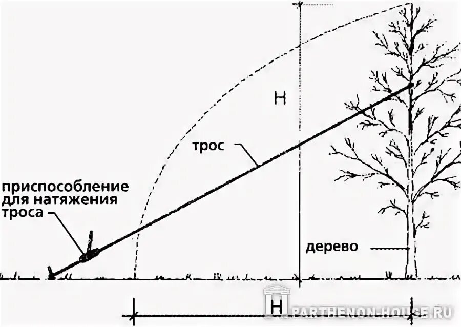 Направить в нужном направлении. Траектория падения дерева при спиливании. Валка деревьев в нужном направлении. Расчет падения дерева. Как рассчитать падение дерева.