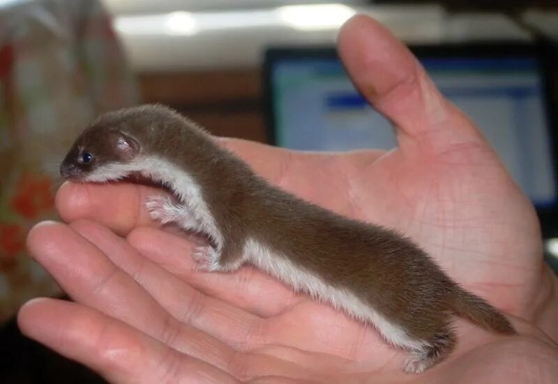 Ласка (mustela nivalis). Ласка зверек. Как живет ласка. Горностай (mustela erminea). Обыкновенная ласка.