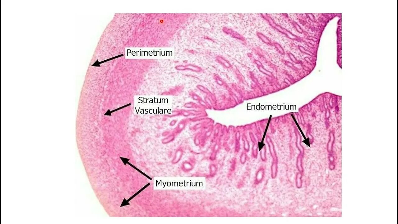 Ранняя стадия секреции эндометрия. Миометрий матки гистология. Слой эндометрия гистология. Строение матки гистология препарат. Строение эндометрия гистология.