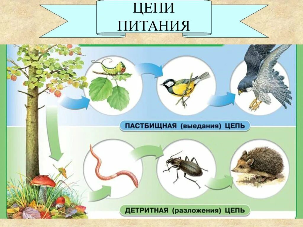 Примеры сообществ живых организмов. Цепи питания. Пищевая цепь. Цепочка питания. Биологическая цепь питания.