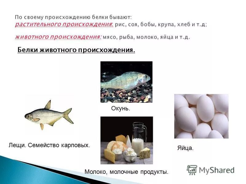 белка происхождение слова