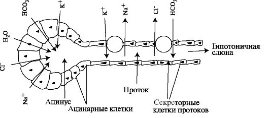 Формирование слюны. Механизм секреции слюны физиология. Схема секреции слюны биохимия. Механизм образования слюны и слюнных железах. Фазы секреции слюны физиология.