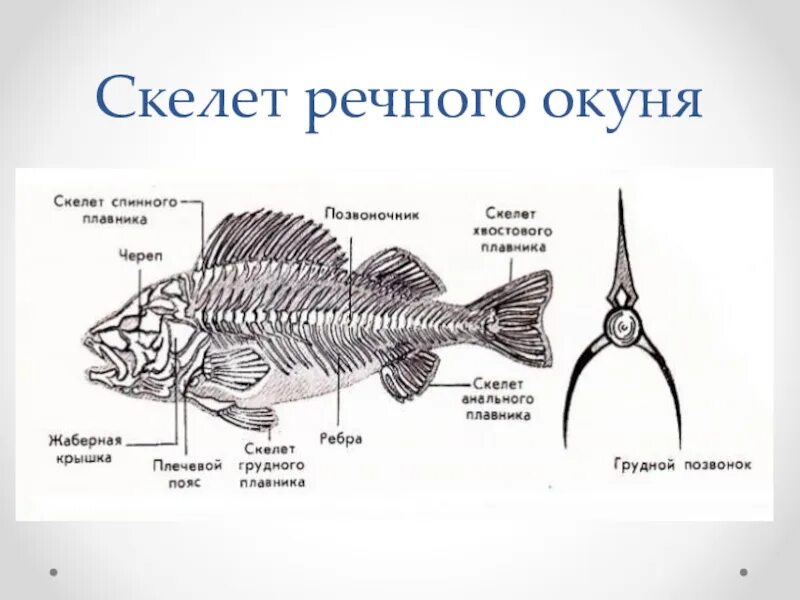 Внешнее строение рыб характеристика. Внутреннее строение костных рыб таблица. 7 кл биология таблица внутреннее строение рыб. Строение рыбы без надписей. Таблица внутреннее строение рыб 7 класс биология.