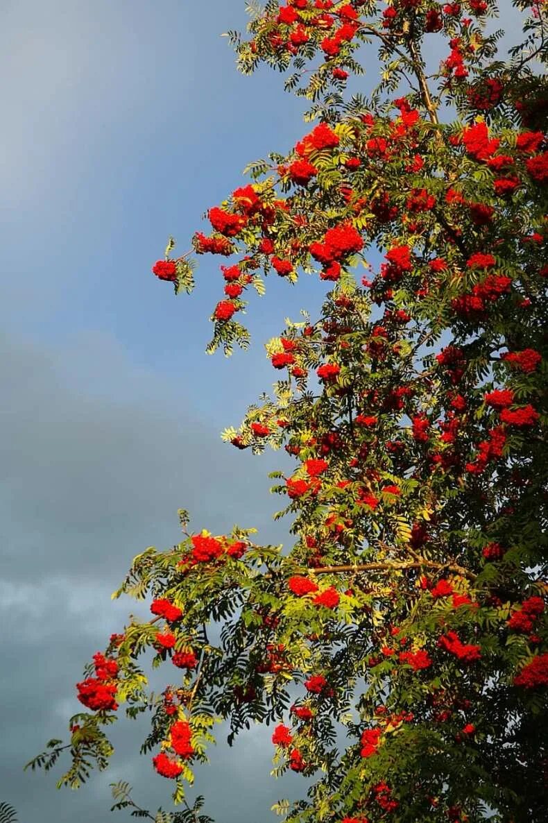 Рябина красная дерево. Sorbus aucuparia edulis (рябина обыкновенная). Рябина обыкновенная ствол. Рябина Моравская дерево.