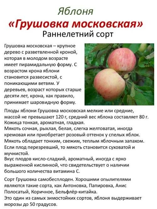 Характеристика грушовки