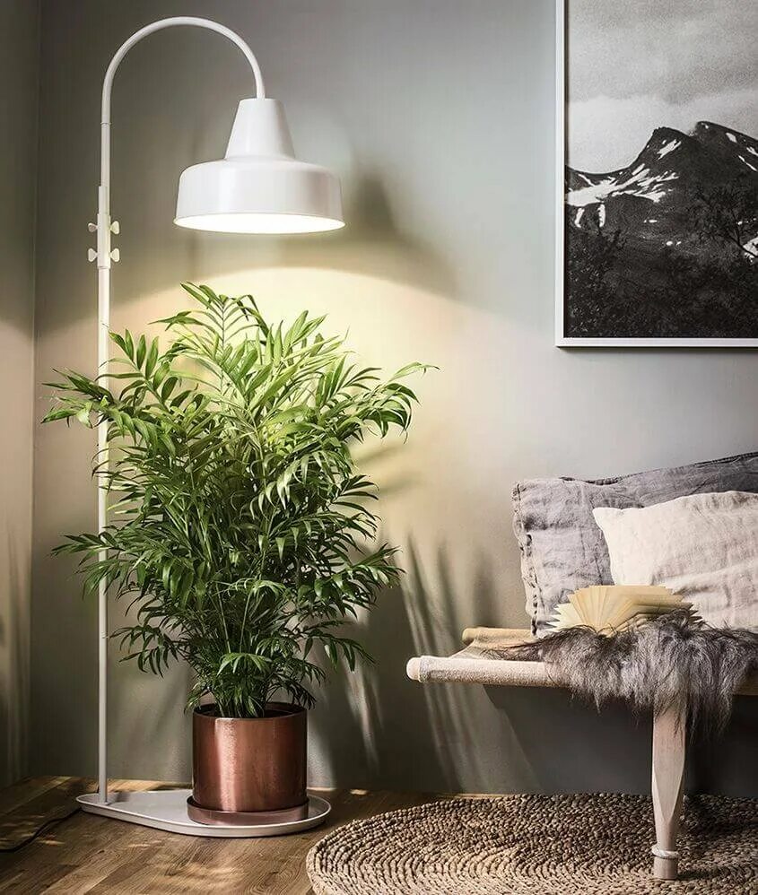 Растения в интерьере. Цветы в интерьере квартиры. Комнатные растения в интерьере квартиры. Декоративные растения для интерьера.