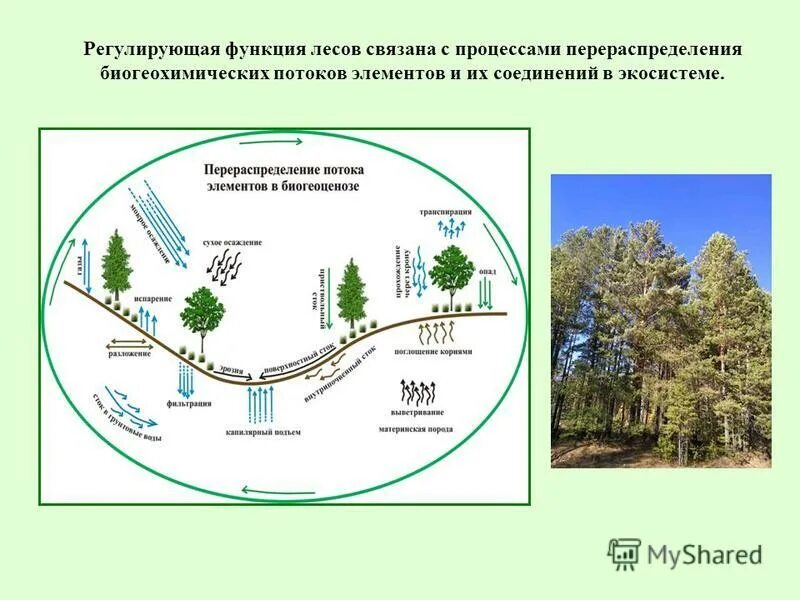 имена связанные с растениями. названия связанные с лесом. функции леса. загадки на тему леса. широколиственный лес.