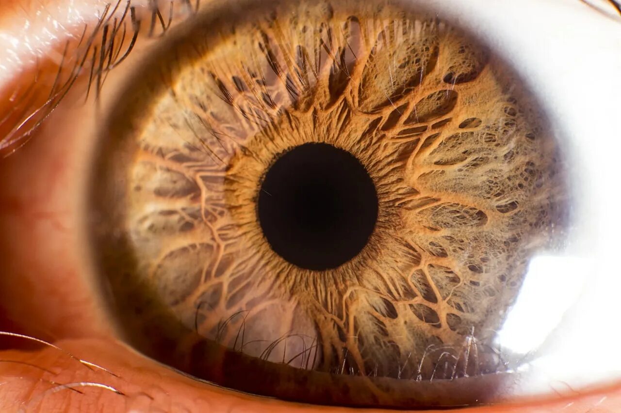 Радужная оболочка это. Радужка глаза анатомия. Радужка анатомия роговица. Искусственная роговица глаза. Макросъемка человеческого глаза.