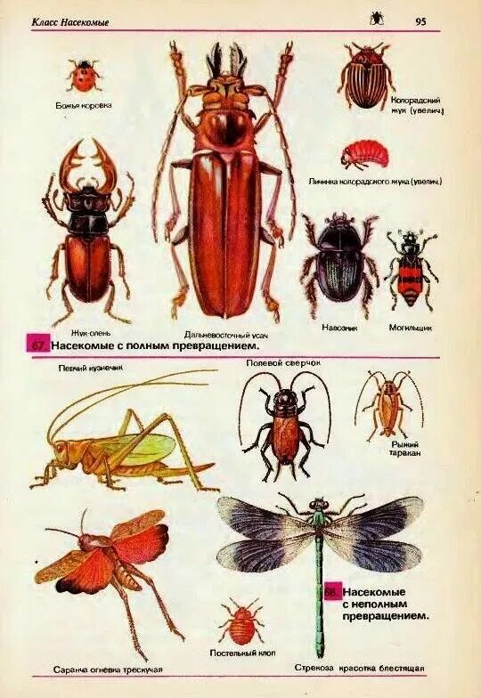 Название 1 жуков. Насекомые и их названия. Видовые названия насекомых. Картинки насекомых с названиями. Насекомые с названиями для детей.