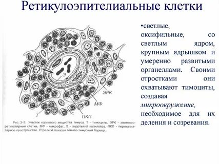 Светлое ядро