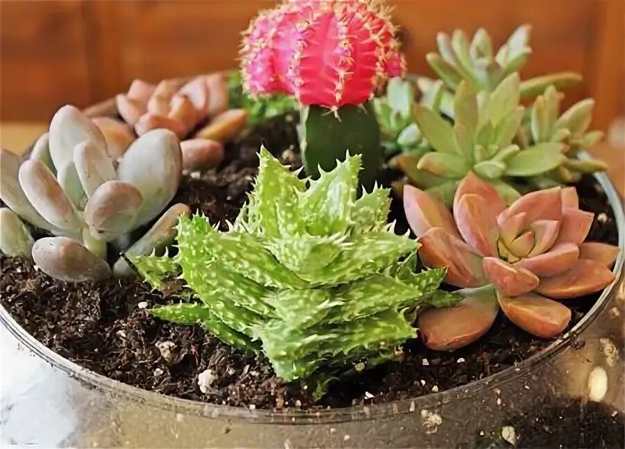 Адениум флорариум. Почва для суккулентов. Суккуленты грунт. Цион для суккулентов. Почвогрунт для суккулентов.