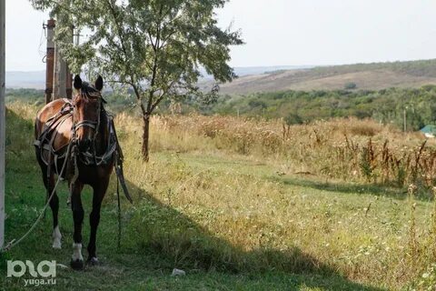 Село дубовка ставропольский край шпаковский