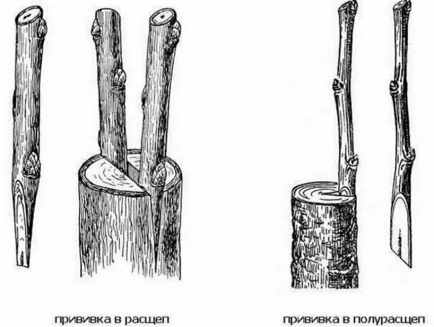 Прививка в расщеп плодовых деревьев. Способы прививки плодовых деревьев окулировка. Прививка яблони в расщеп. Прививка яблони весной в расщеп. Время прививки плодовых деревьев