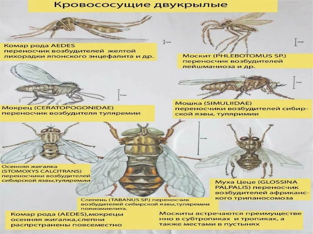 Кровососущие насекомые. Виды кровососущих насекомых. Кровососущие насекомые список. Кровососущие комары презентация. Переносчики ковида