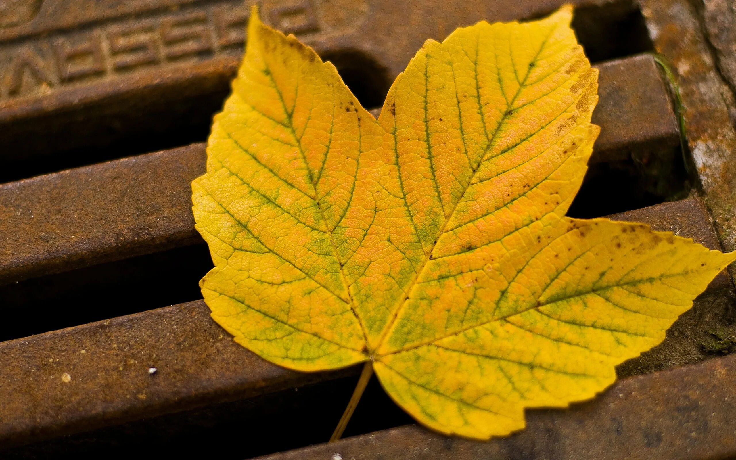 Желтый лист. Осенние листья. Осенние листочки. Кленовый лист.