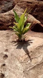 Rock survival