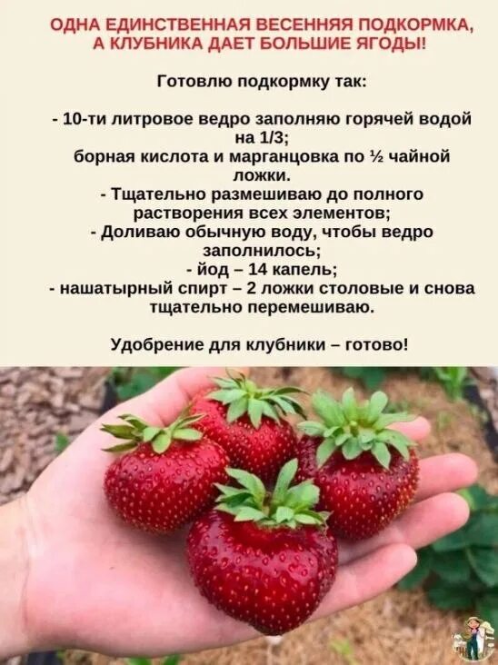 Ремонтантная клубника усы. Удобрение для клубники в августе после обрезки. Схема подкормки клубники весной. Садовая земляника (клубника) сельва (ремонтантная). Обрезка клубники и подкормка в августе.