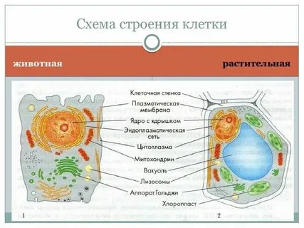 Животная клетка 8 класс биология функции