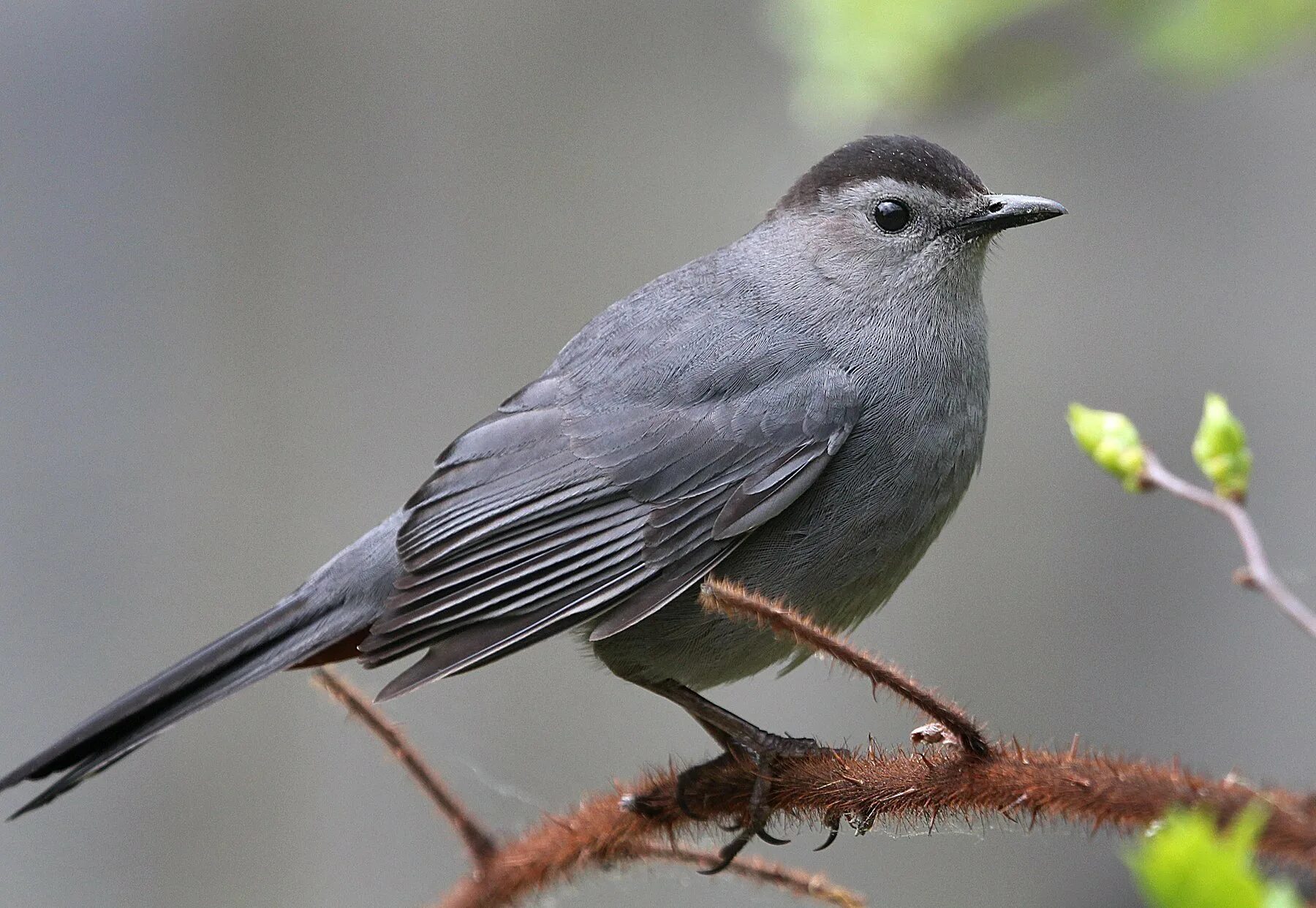 Gray Catbird птица. Серая птица. Серая птица с длинным хвостом. Маленькая серая птица.