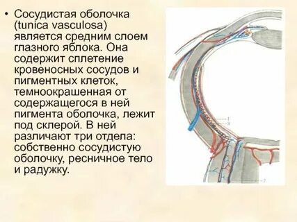Сосуды имеющие 1 слой клеток