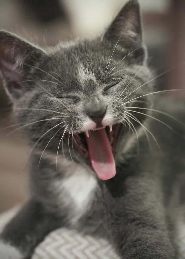 Кот язычок. Котенок с языком. кошка с высунутым языком. котенок с язычком. язычок кота.