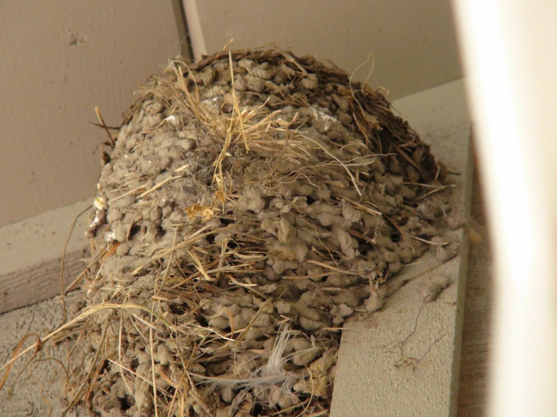 Гнездо деревенской ласточки заброшенное. Гнездо деревенской ласточки. Гнездо ласточки. Гнездо под крышей. Птицы без гнезд