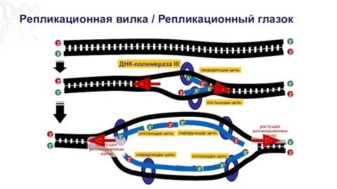 Репликативная вилка