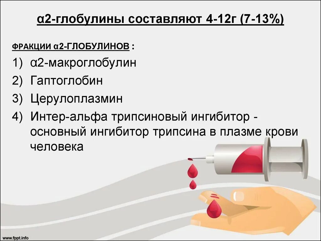 Повышенный бета глобулин в крови. Α2-макроглобулин. Белки крови Альфа 2 глобулин. Альфа 2 глобулины функции. Гамма глобулина в фракция крови.