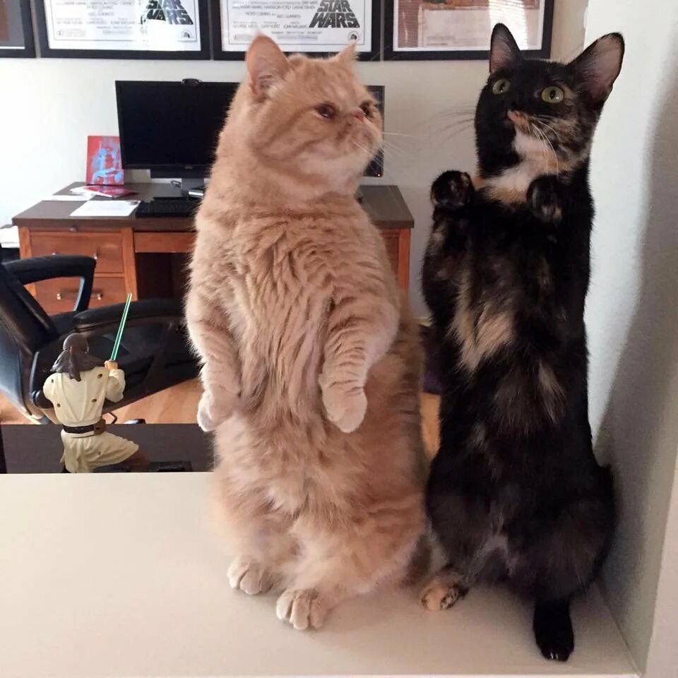 Кот стоящий на задних лапах. Котик стоит на задних лапах. котик на двух лапах. кошка, стоит. котик который стоит на задних лапках.