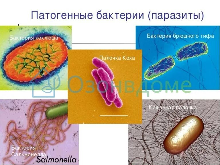 Болезнетворные бактерии биология. Бактерии паразиты примеры. Болезнетворные бактерии. Патогенные бактерии. Болезнетворные бактерии паразиты.