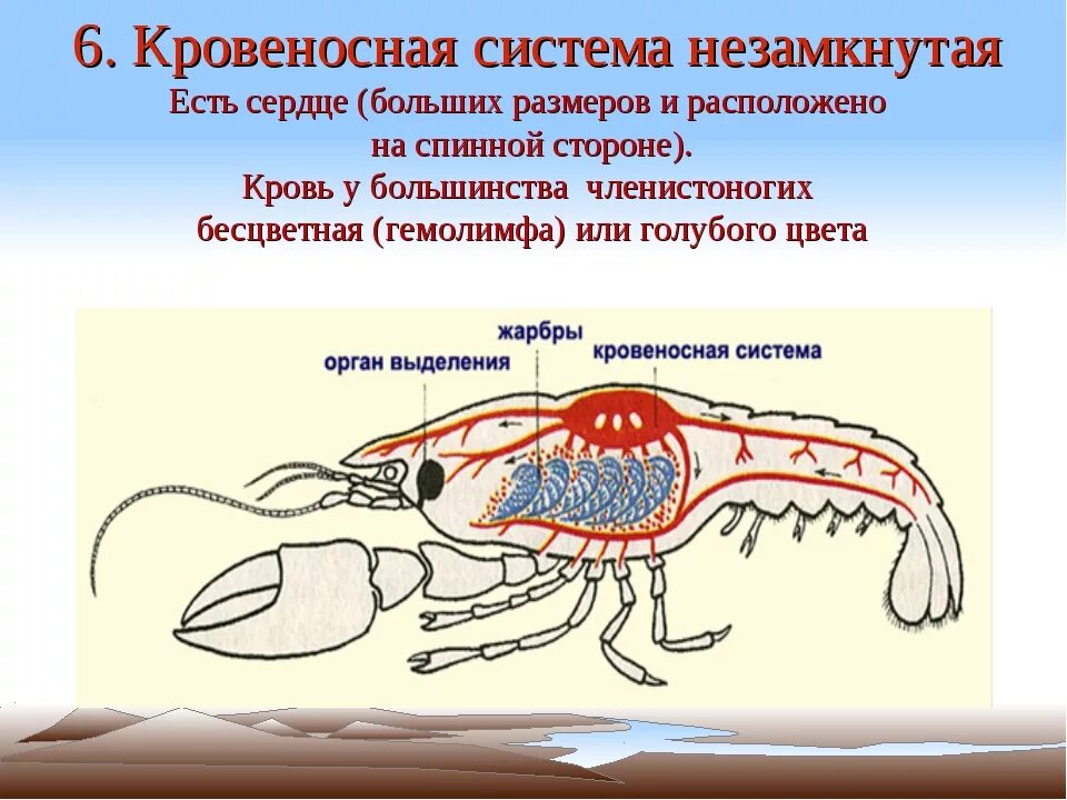 Кровеносная система членистоногих. Незамкнутая кровеносная система ракообразных. Кровеносная система тела членистоногих. Функция кровеносной системы у членистоногих