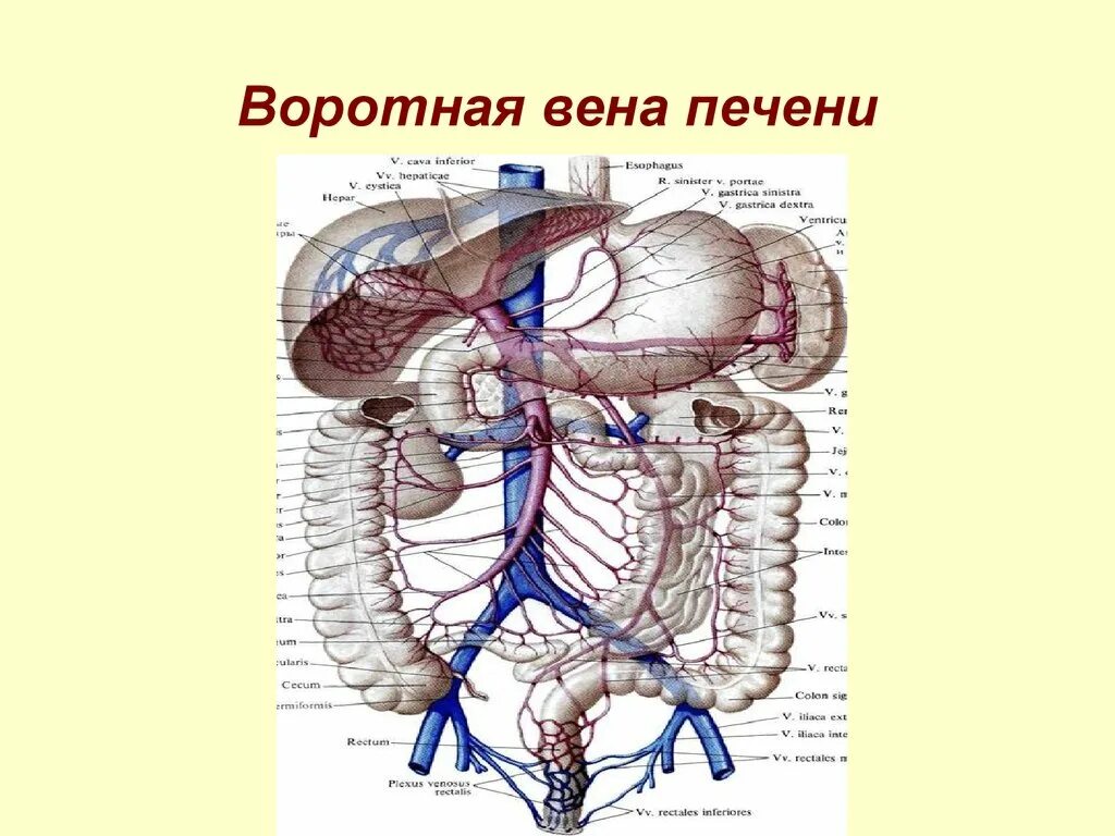 Воротная Вена печени анатомия. Кровоснабжение печени воротная Вена. Система воротной вены анатомия. Воротная Вена анатомия анатомия. Правая воротная вена