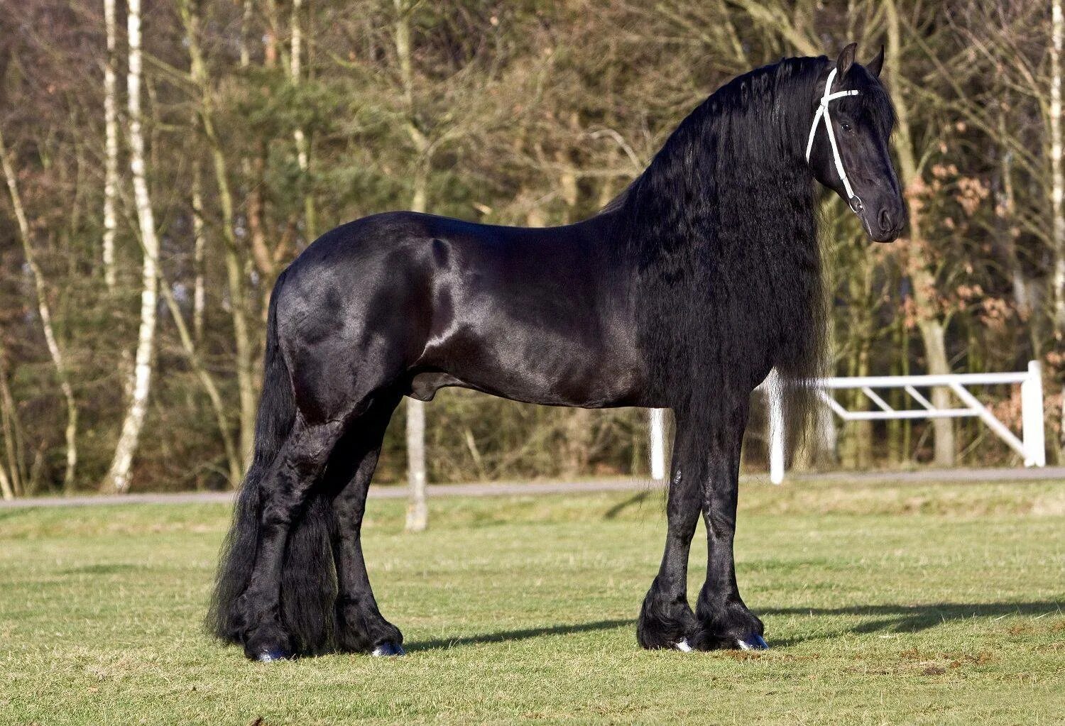 Фриз описание. Фриз Фризская лошадь. Friesian порода лошадей-. Голландская упряжная – Фризская лошадь. Фризская лошадь породы лошадей.