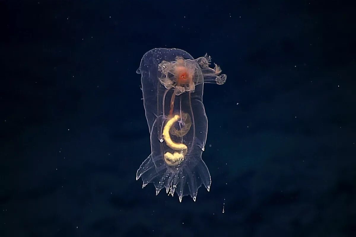 Голотурии Марианской впадины. Океан Марианская впадина обитатели. Животные Марианской впадины. Глубоководные медузы Марианской впадины. Море живое существо