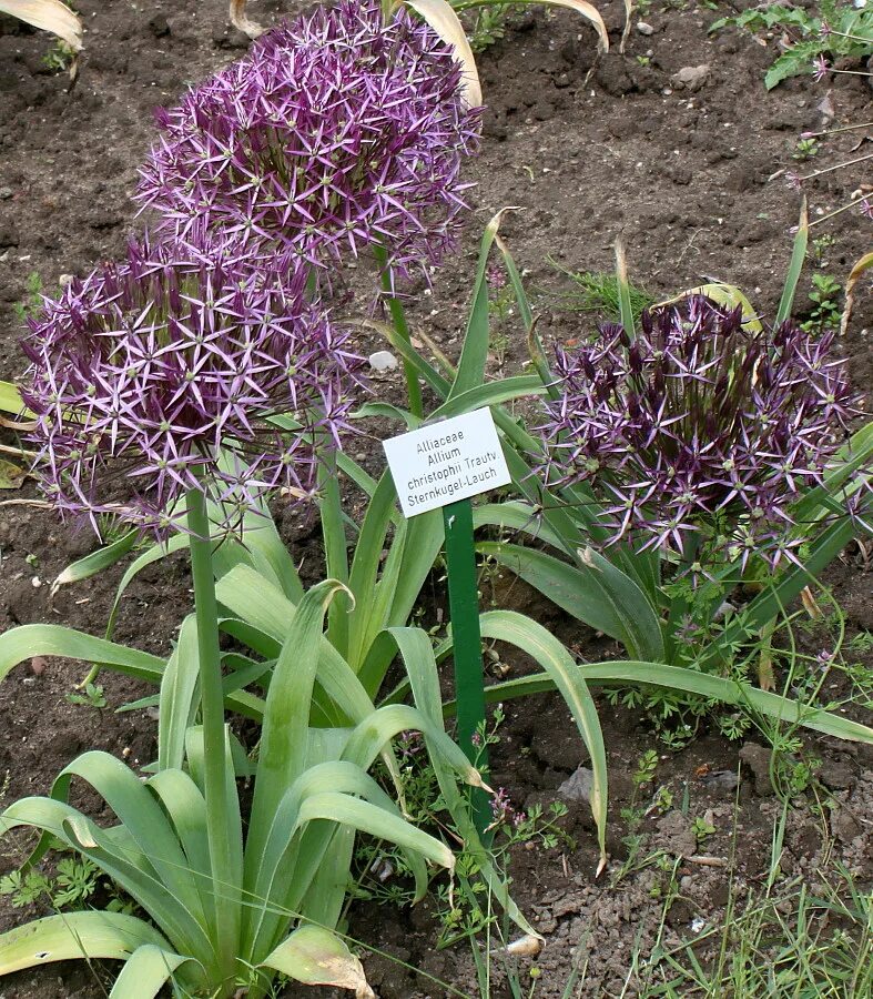 allium outdoor lights OFF-59