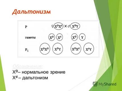 Установление наследования дальтонизма какой метод