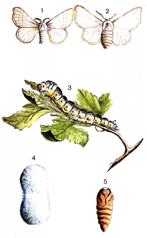 Стадии тутового шелкопряда. Тутовый шелкопряд стадия куколки. Тутовый шелкопряд гусеница куколка. Тутовый шелкопряд кокон. Гусеницы тутового шелкопряда коконы.