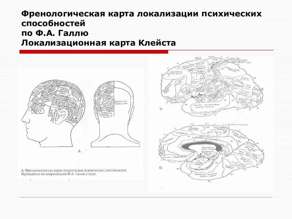 Френологические карты ф.Галля. Френологическая карта локализации психических способностей. Локализационная карта Клейста. Локализационная карта Кляйст. Локализация психических функций в мозге