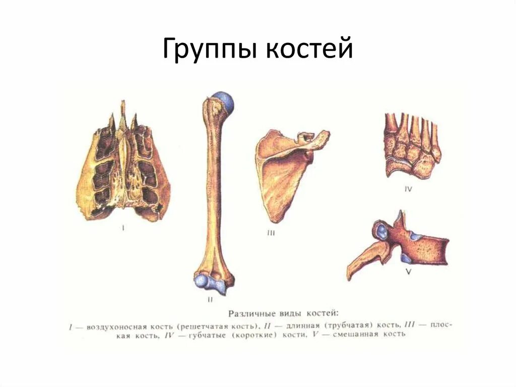 Скелет человека трубчатые кости. Кости трубчатые губчатые плоские смешанные. Классификация костей анатомия человека анатомия. Классификация костей трубчатые губчатые. Типы костей человека.