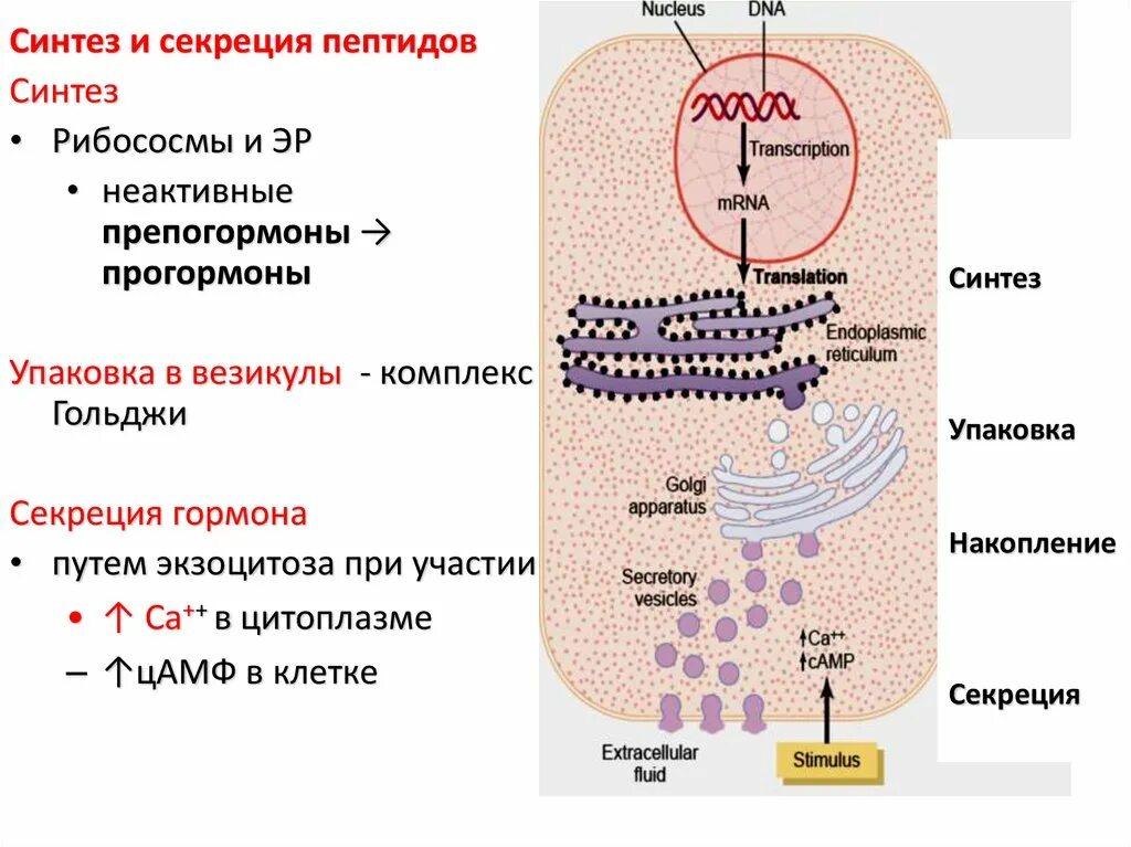 Синтезирующийся полипептид. Синтез и секреция гормонов пептидной природы. Синтез нейропептидов. Синтез полипептида. Синтез пептидных гормонов.