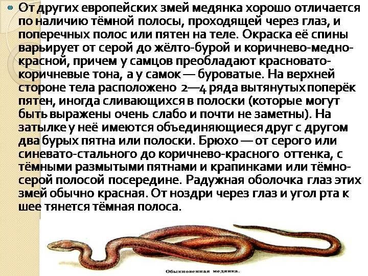 Болотная медянка змея. Описание змеи медянки. Обыкновенная гадюка медянка. Змея медянка опасна для человека. Змея медянка обыкновенная.