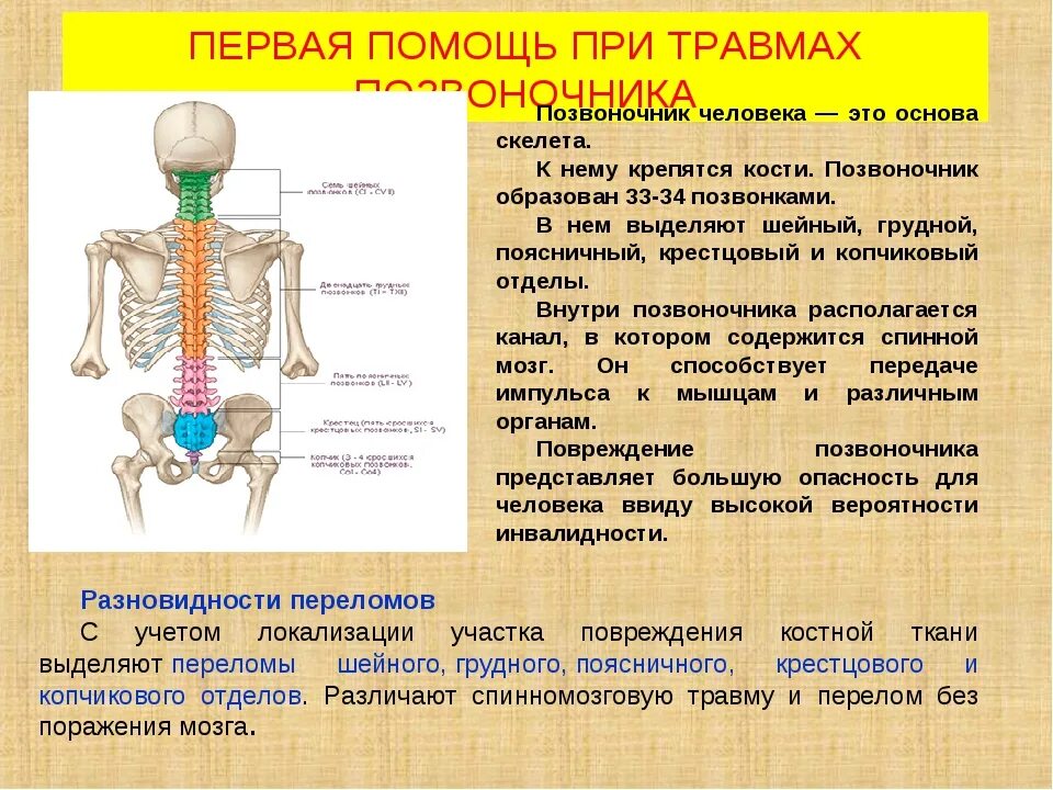Функции мозга в костях. Лекарства при повреждениях спинного мозга. травмы позвоночника первая помощь кратко. человек с травмой спинного мозга.