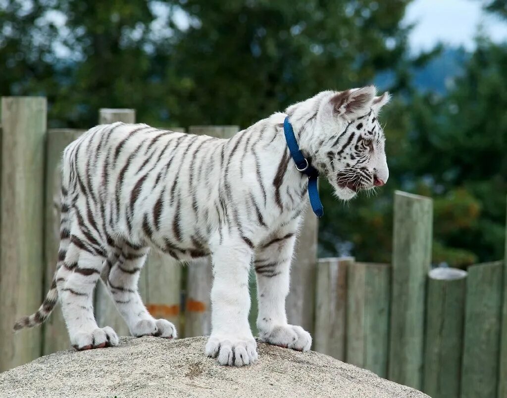 Живут белые тигры. Белый бенгальский тигр. Белый тигр и бенгальский тигр. Бенгальский длиннопенисный тигр. Королевский бенгальский тигр.