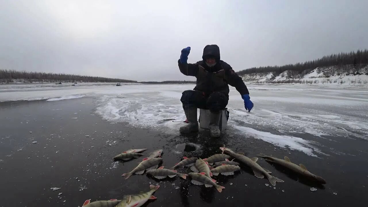 Рыбалка на реке Лена Якутия. Клевая рыбалка Якутия 2022г. Зимняя рыбалка в Якутии. Рыбалка Якутия клевая рыбалка 2019.