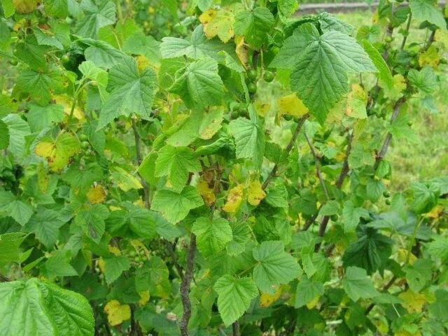 Почему у листьев смородины желтеют листья. Куст смородины пожухли. смородина листья пожухли. желтые листья у смородины.
